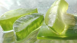 Frunze de aloe vera barbadensis 