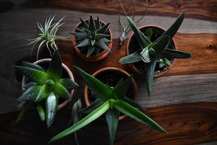 Aloe Vera Barbadensis